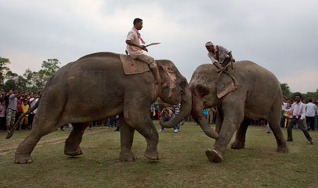 Gauhati, 20.04.2015 - традиционална надметања слонова на Сувори (Suwori) фестивалу на североистоку Индије, посвећен празнику жетве
