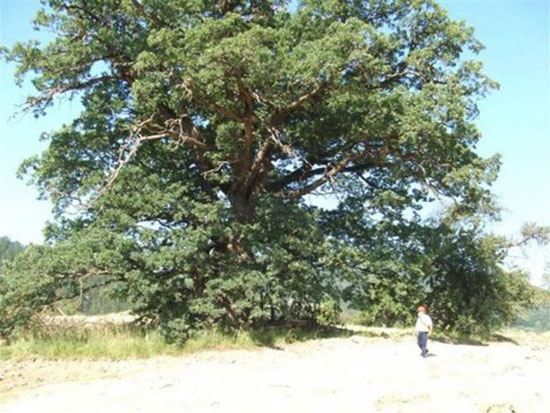hrast-savinac