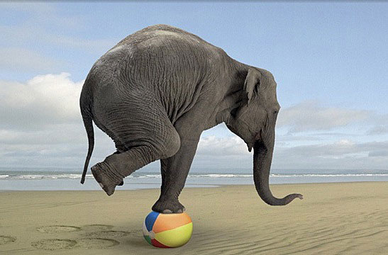 elephant-balance1