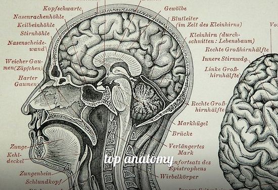 anatomy