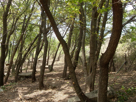 Слика 7. Изглед гробља после чишћења. Остављено је доста стабала за хладовину – Локација Скочивир